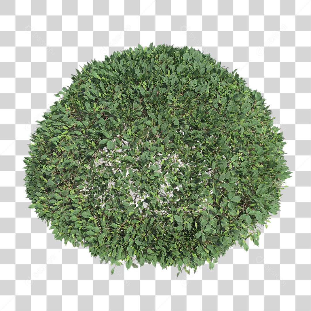 Planta com folhas verdes PNG Transparente