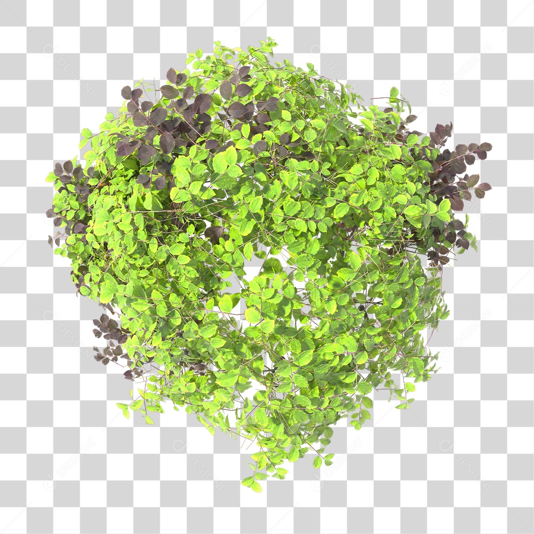 Planta com folhas verdes PNG Transparente
