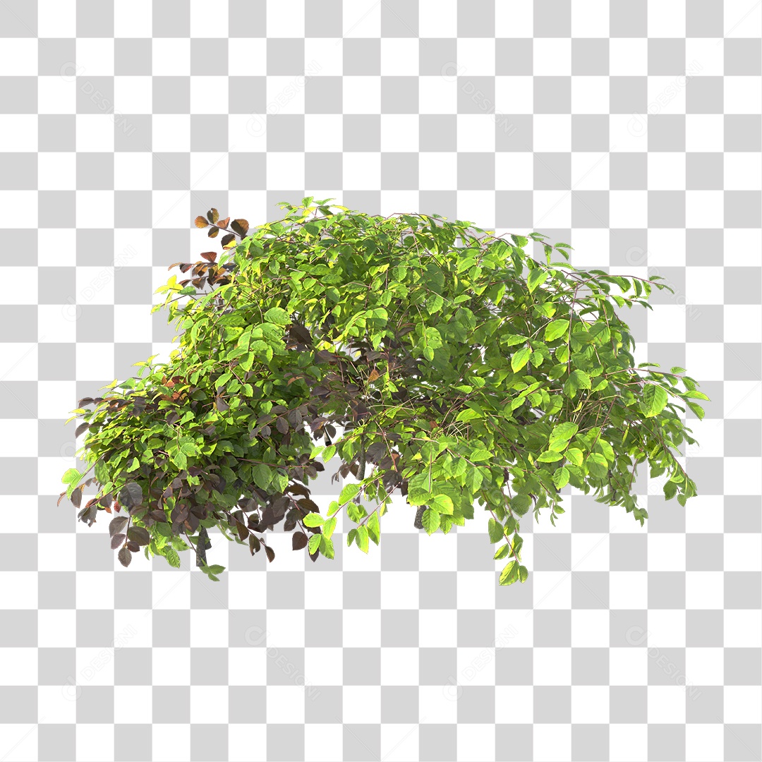 Planta com folhas verdes PNG Transparente