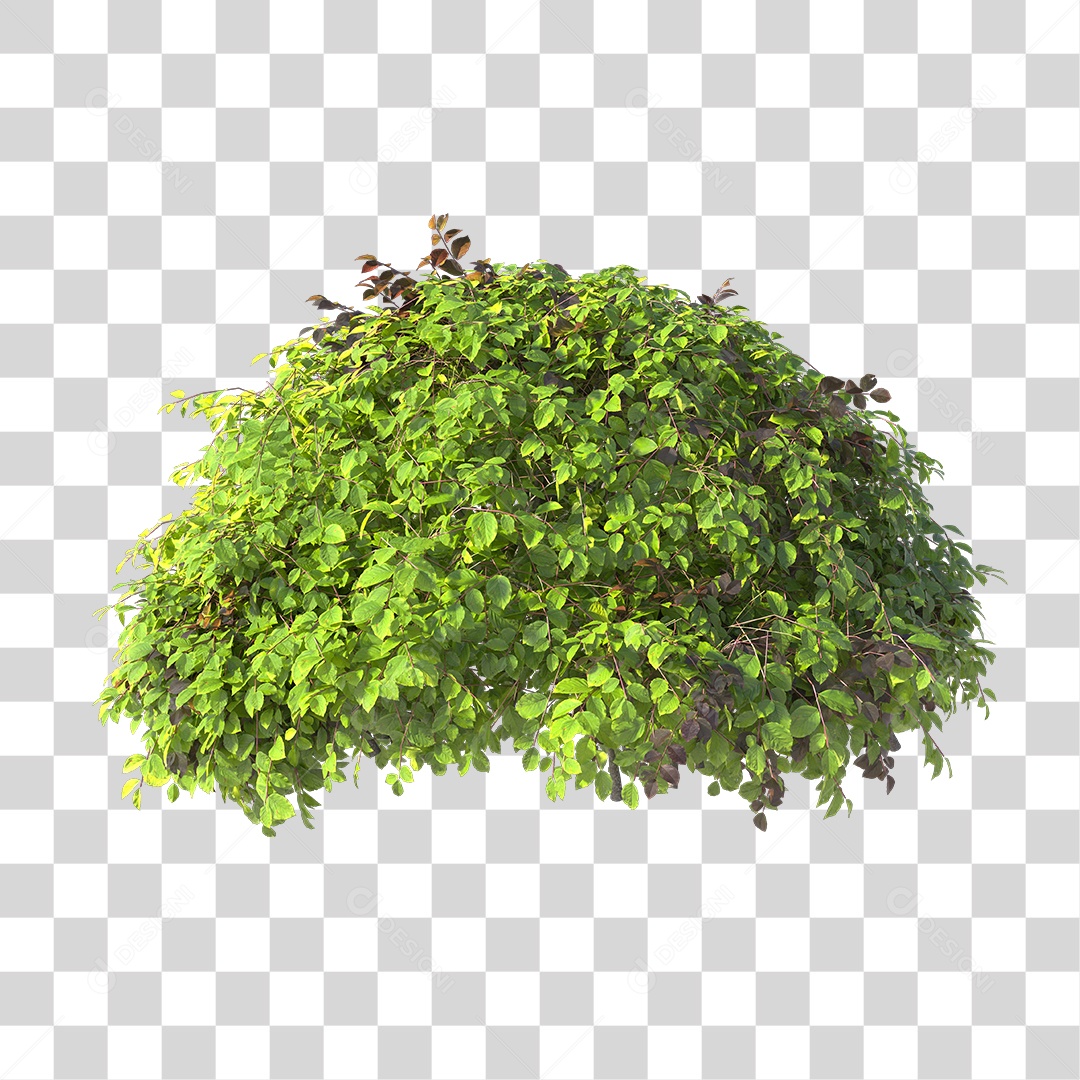Planta com folhas verdes PNG Transparente