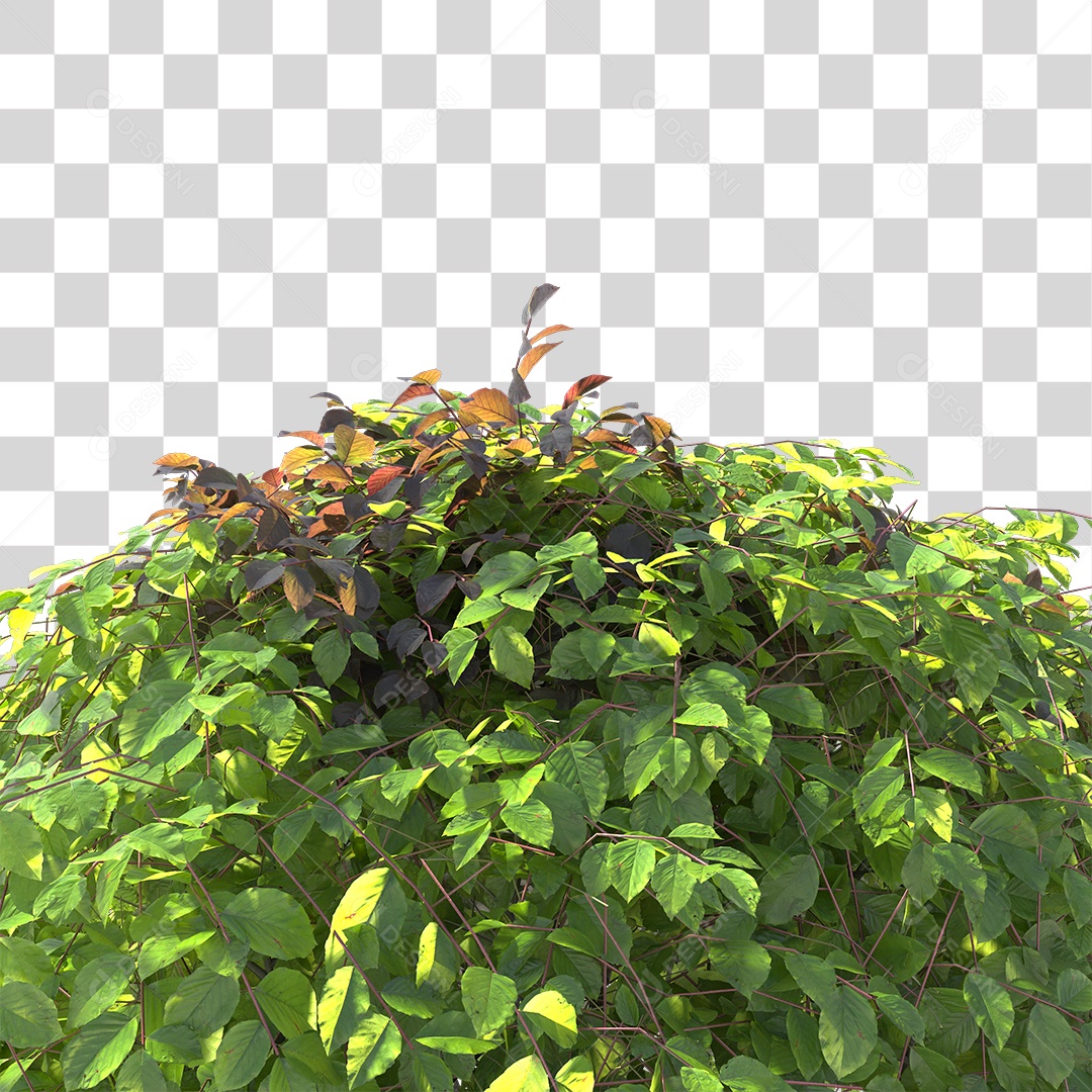 Planta com folhas verdes PNG Transparente