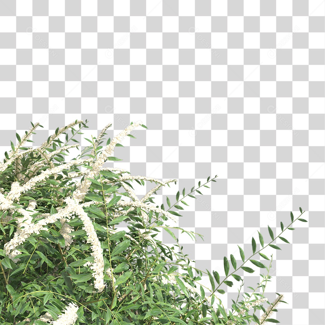Planta com folhas verdes PNG Transparente