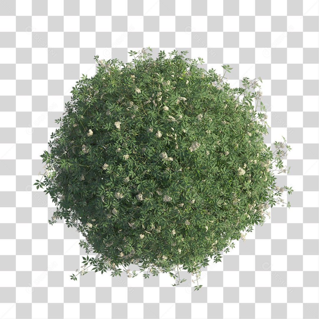 Planta com folhas verdes PNG Transparente