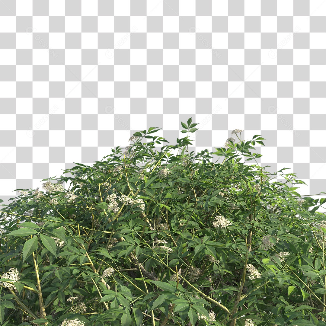 Planta Arbusto PNG Transparente