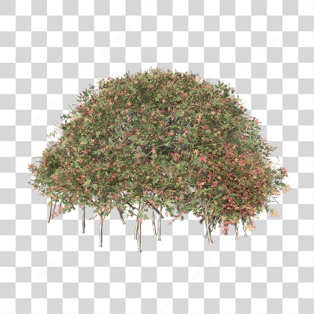 Planta Arbusto PNG Transparente