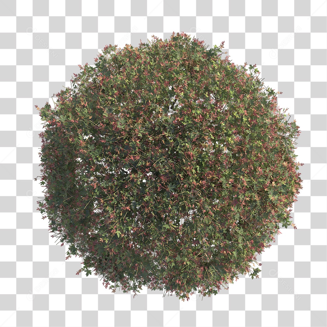 Planta com folhas verdes PNG Transparente