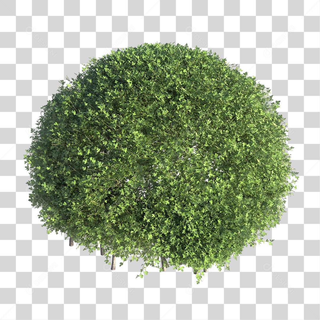 Planta Arbusto PNG Transparente