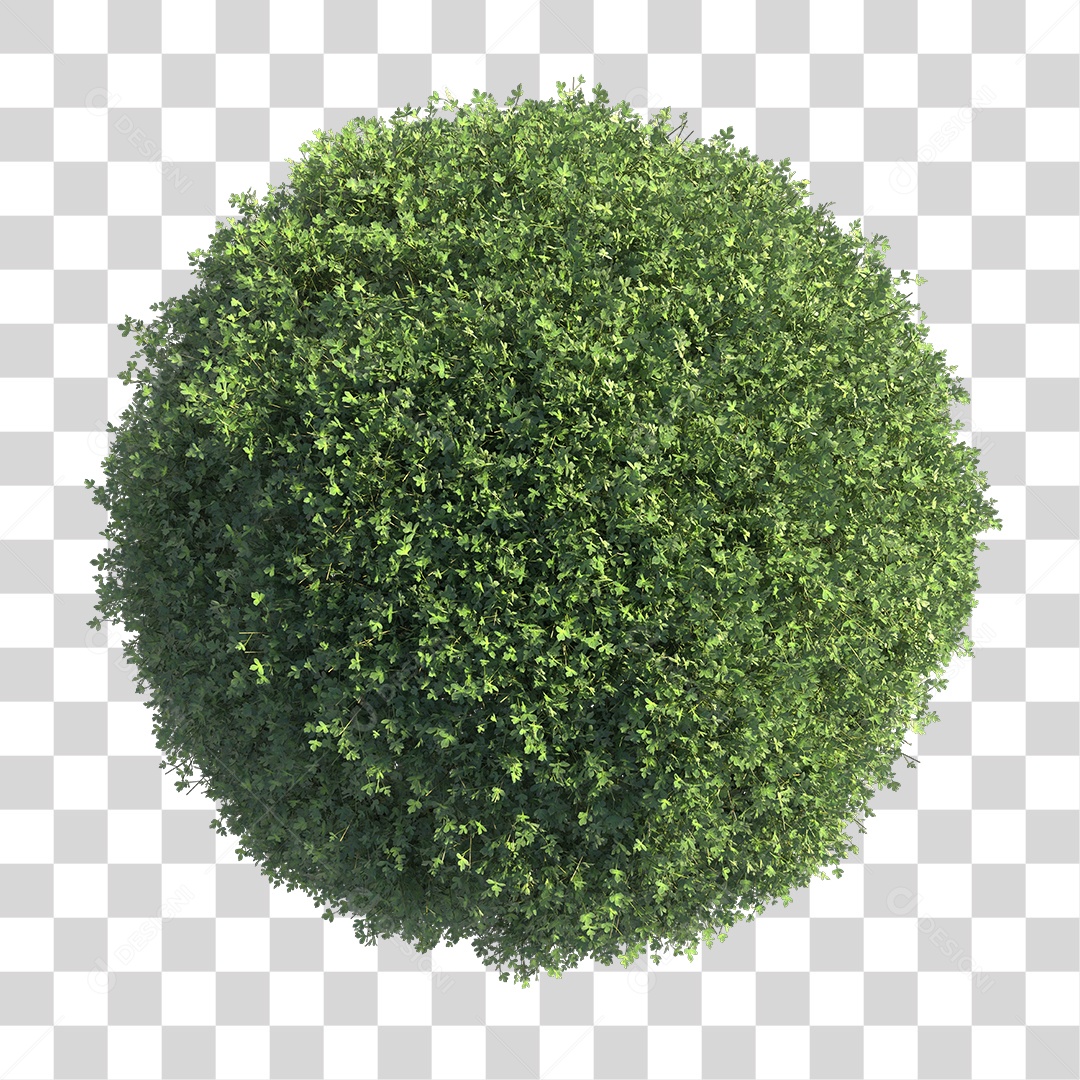 Planta Arbusto PNG Transparente