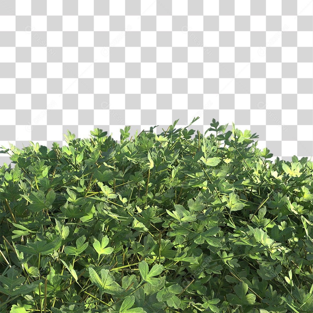 Planta com folhas verdes PNG Transparente