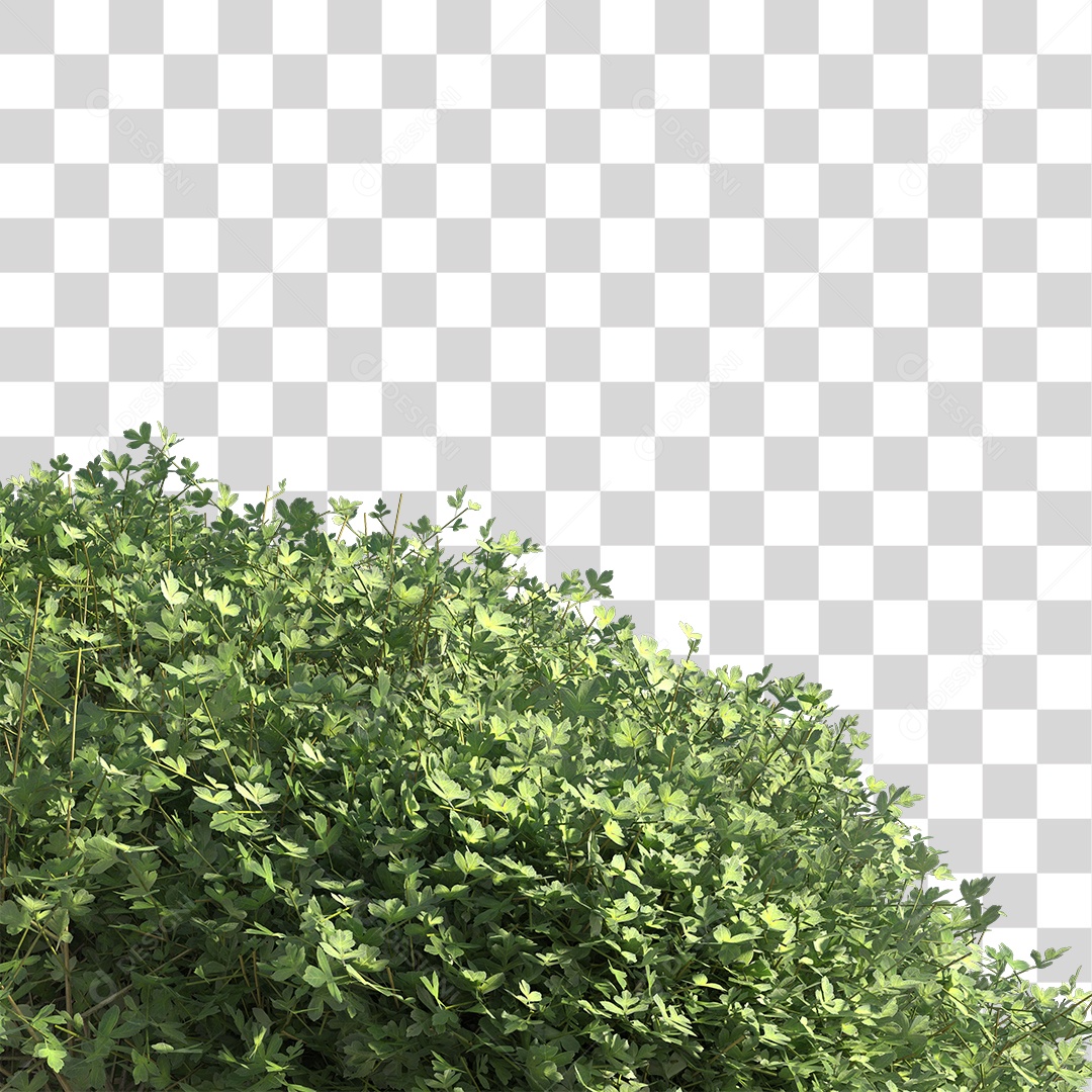 Planta com folhas verdes PNG Transparente