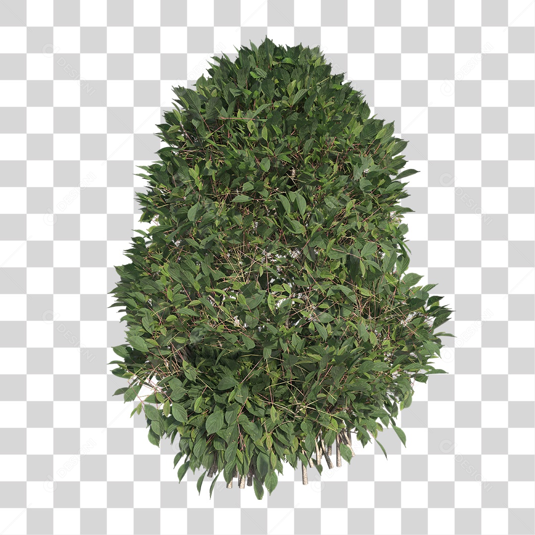 Planta com folhas verdes PNG Transparente