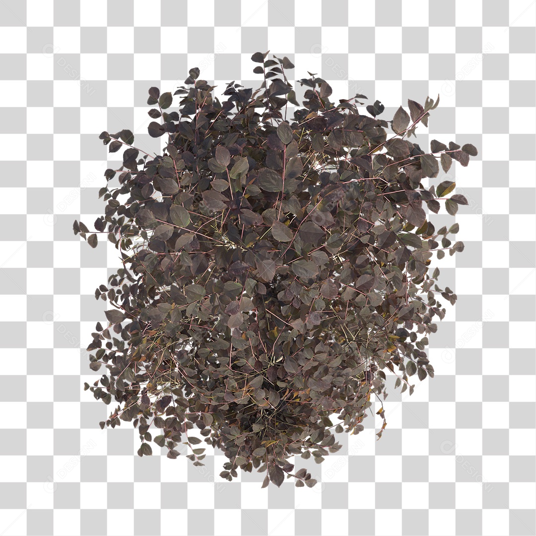 Plant Shrub PNG Transparent