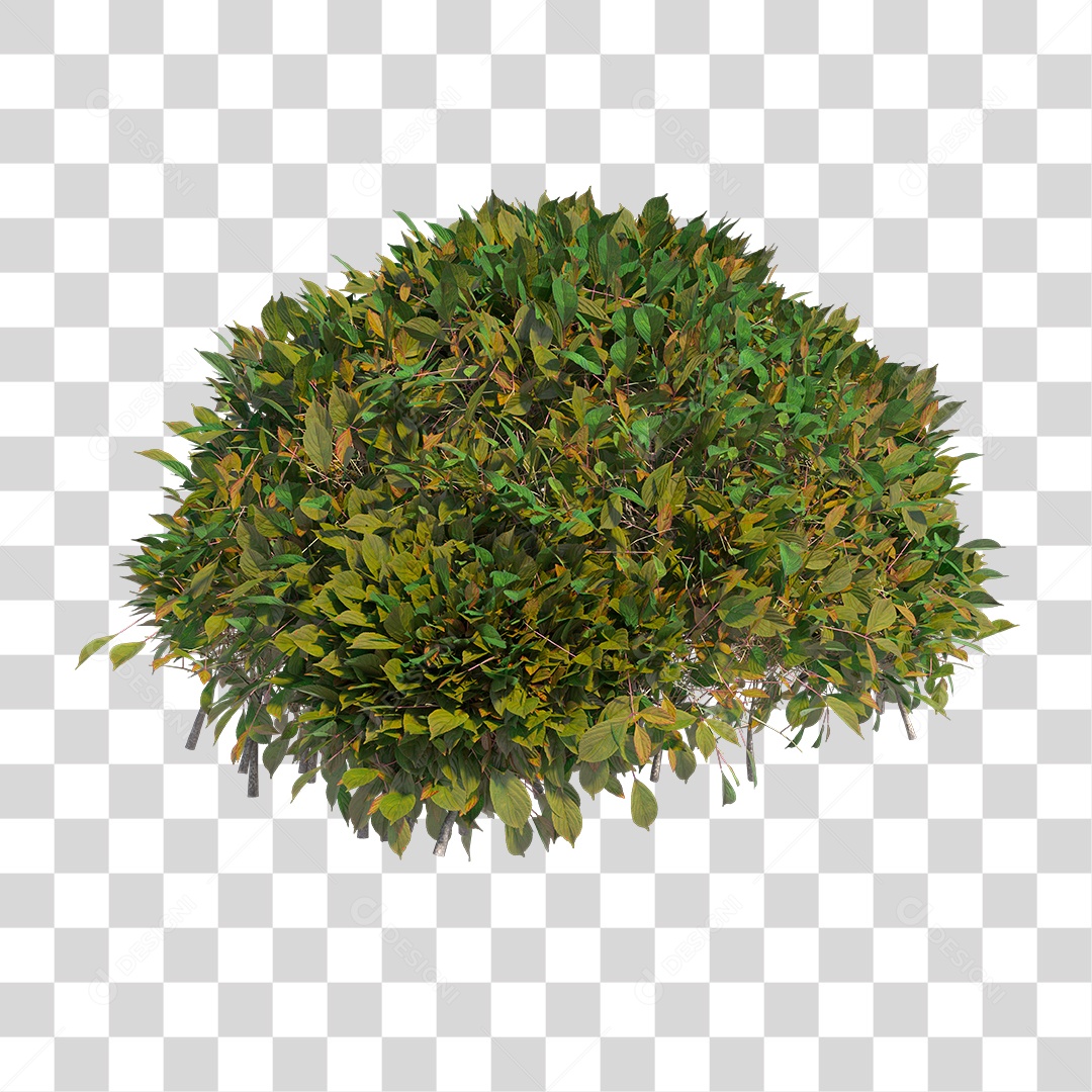 Planta Arbusto PNG Transparente