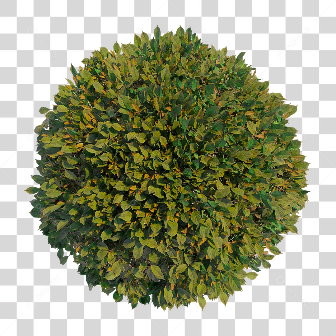 Planta Arbusto PNG Transparente