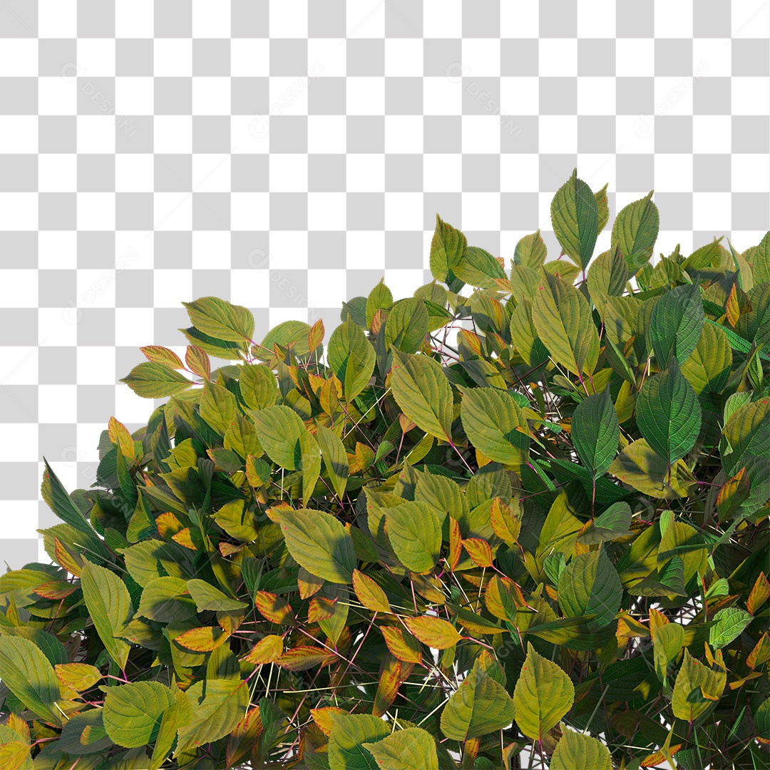 Varias Folhas PNG Transparente