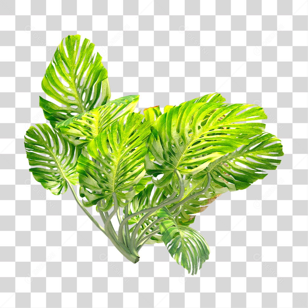 Planta com folhas verdes PNG Transparente