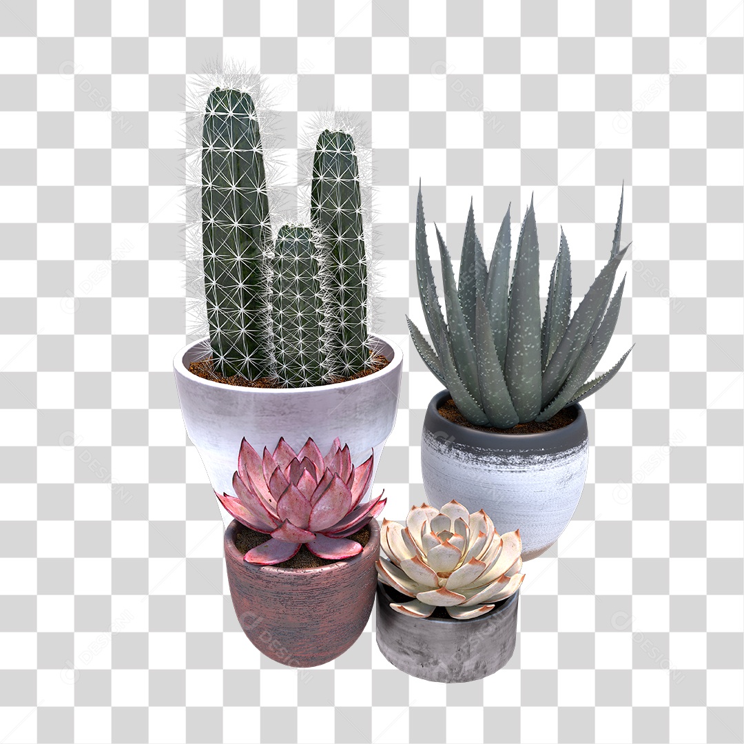 Planta Suculentas e Cactos PNG Transparente