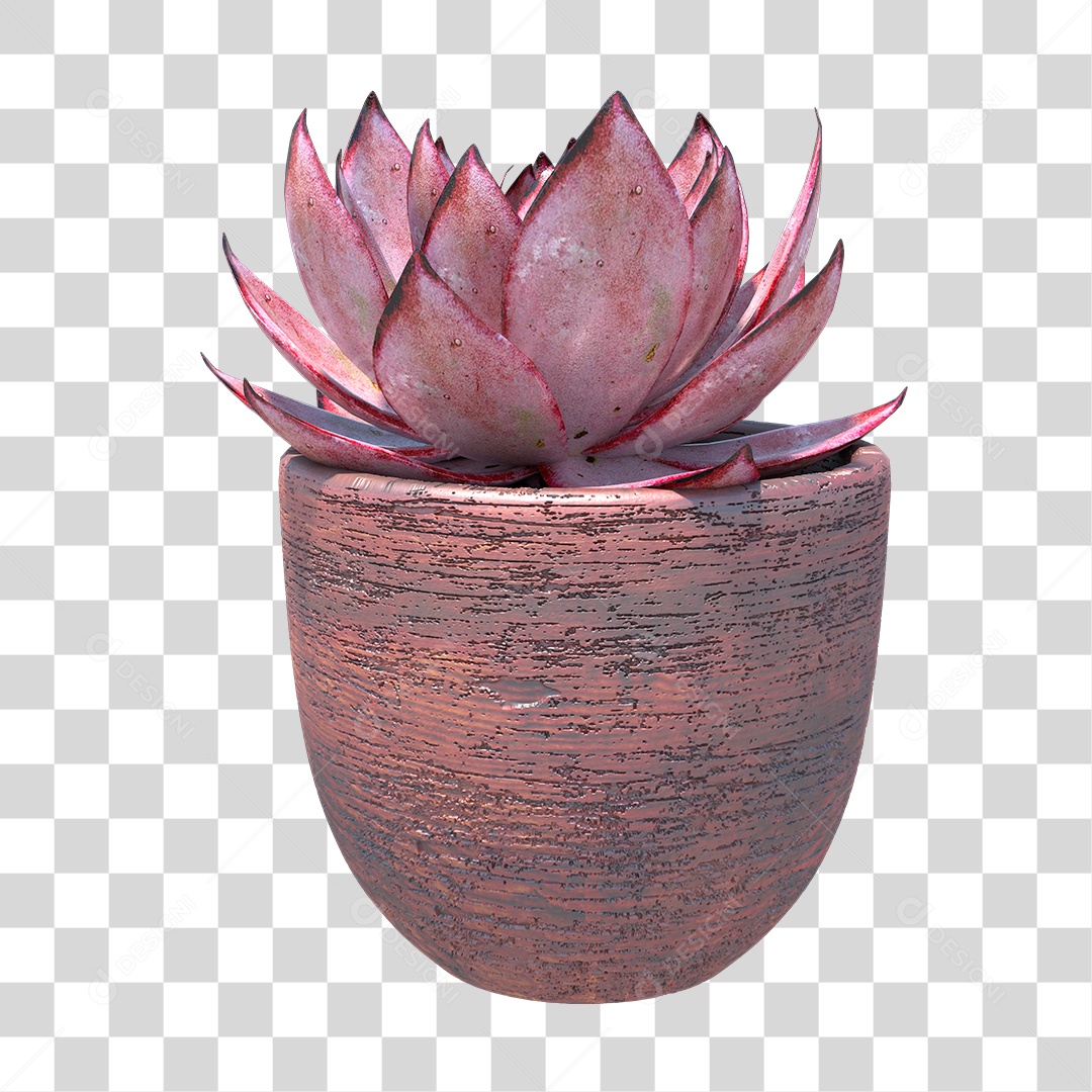 Planta Suculenta PNG Transparente