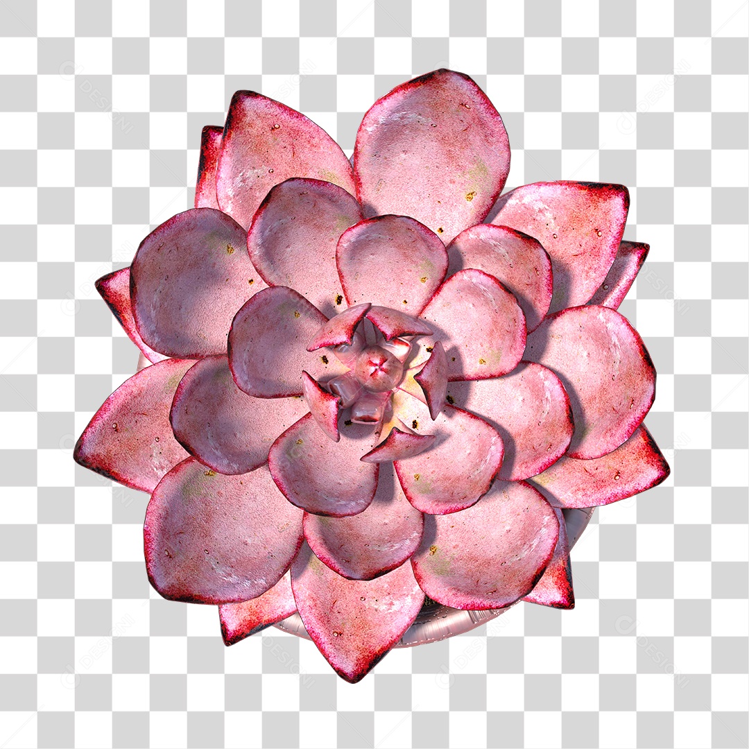 Planta Suculenta PNG Transparente