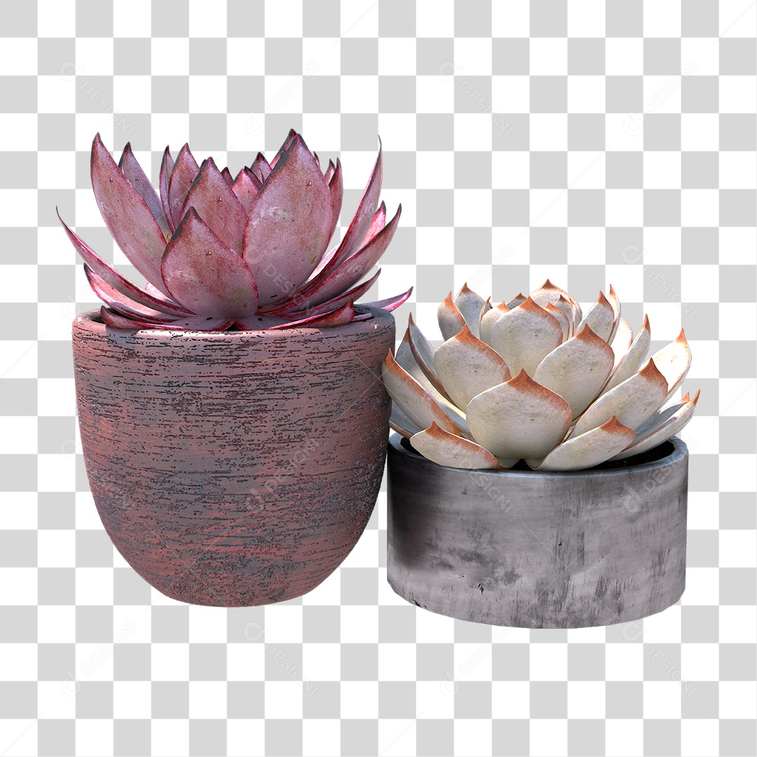 Planta Suculenta PNG Transparente