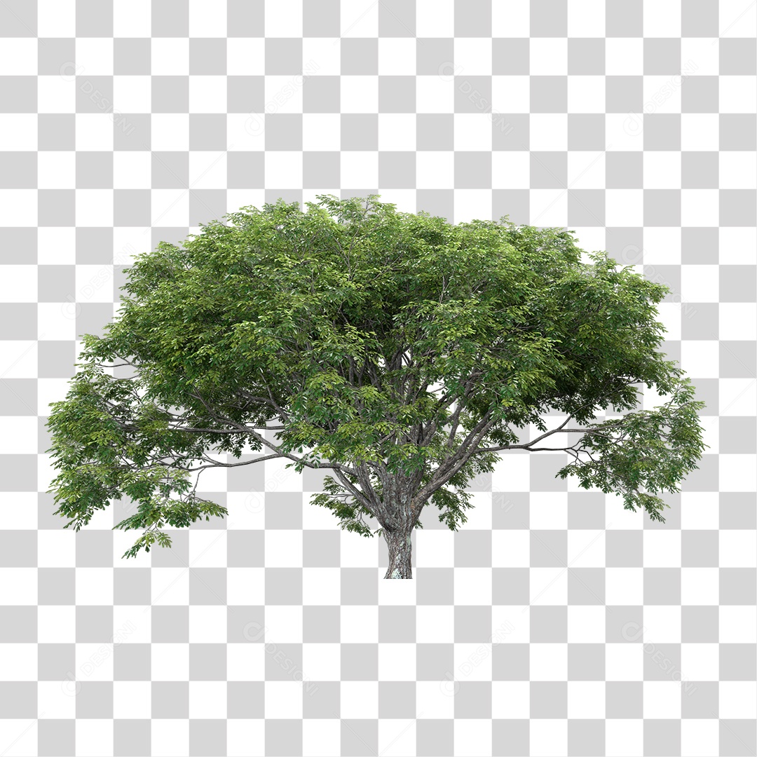 Árvore de Folha Verde Planta PNG Transparente