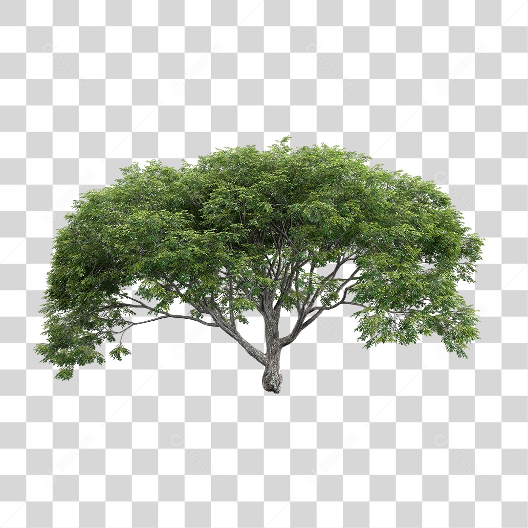 Árvore de Folha Verde Planta PNG Transparente