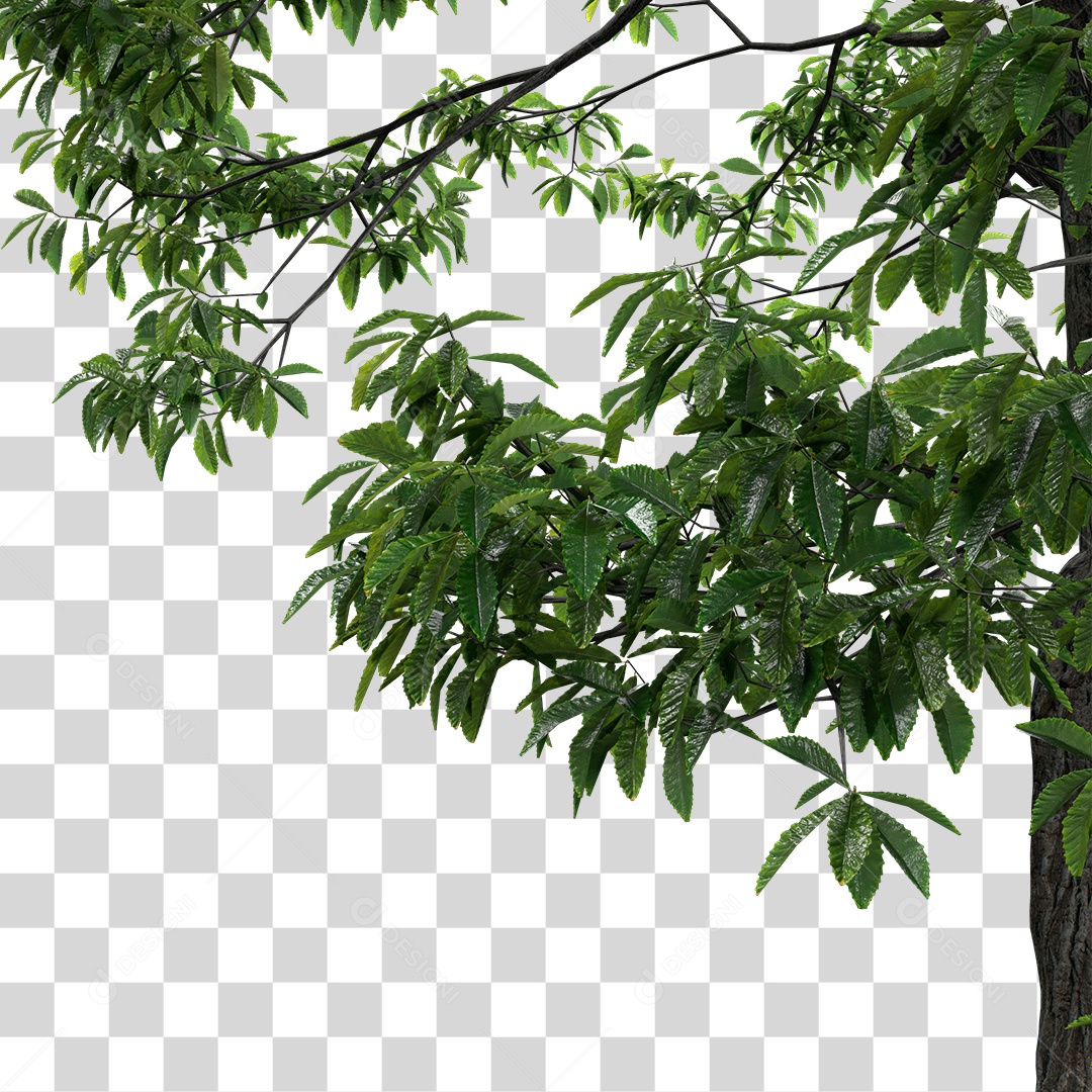 Árvore de Folha Verde Planta PNG Transparente