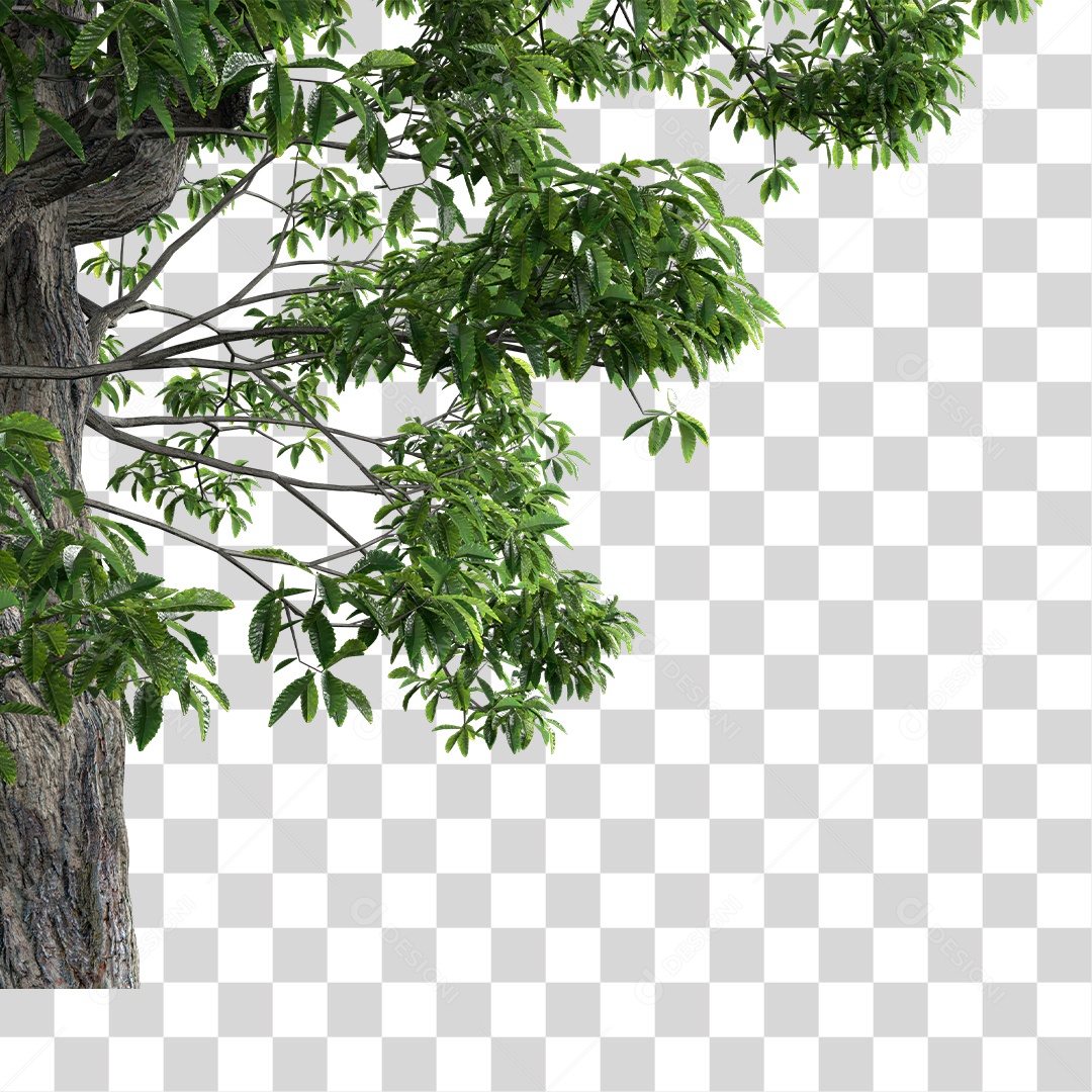 Árvore de Folha Verde Planta PNG Transparente