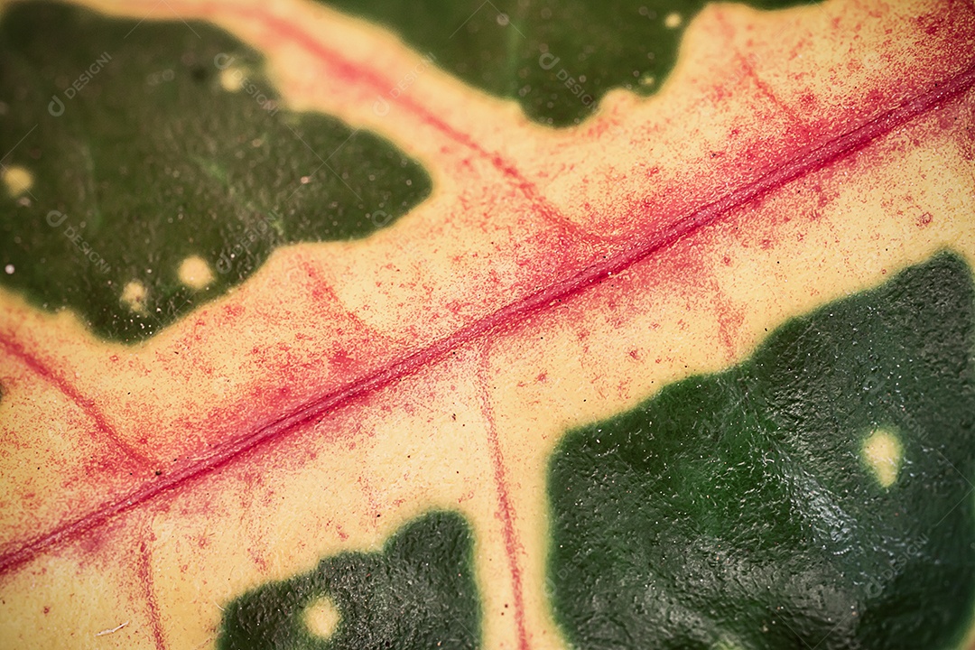 Textura da folha macro