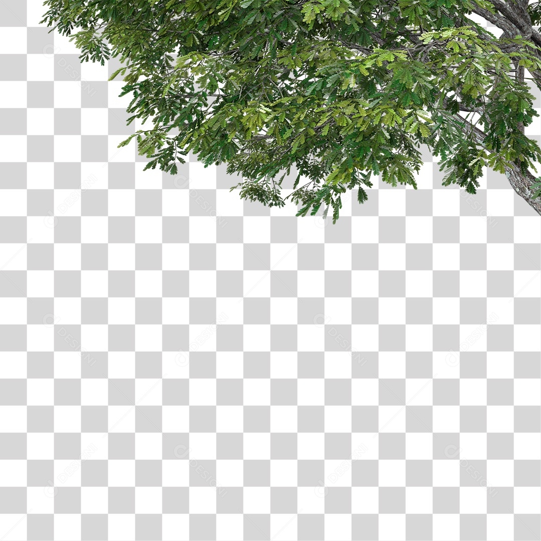 Árvore de Folha Verde Planta PNG Transparente