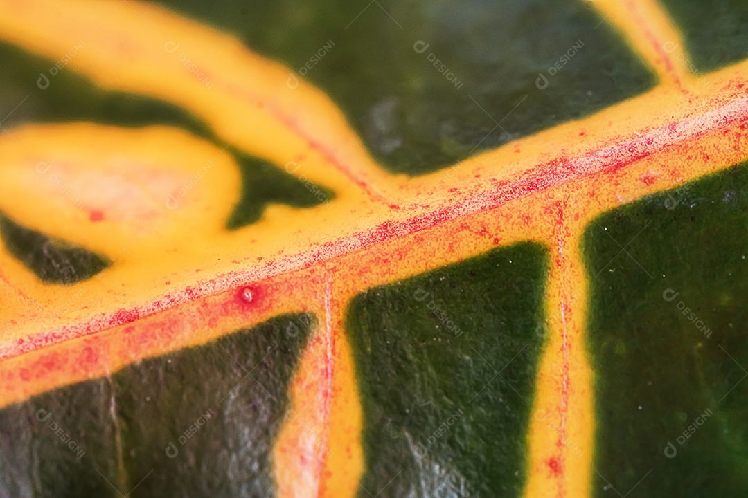 Textura da folha macro