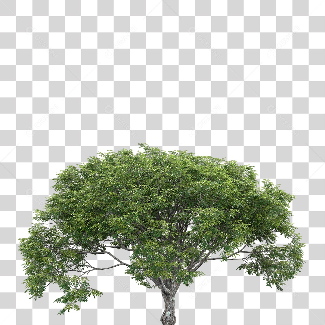 Árvore de Folha Verde Planta PNG Transparente