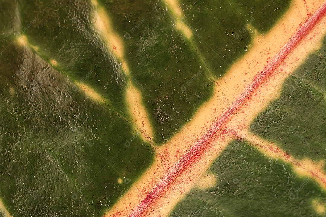 Textura da folha macro