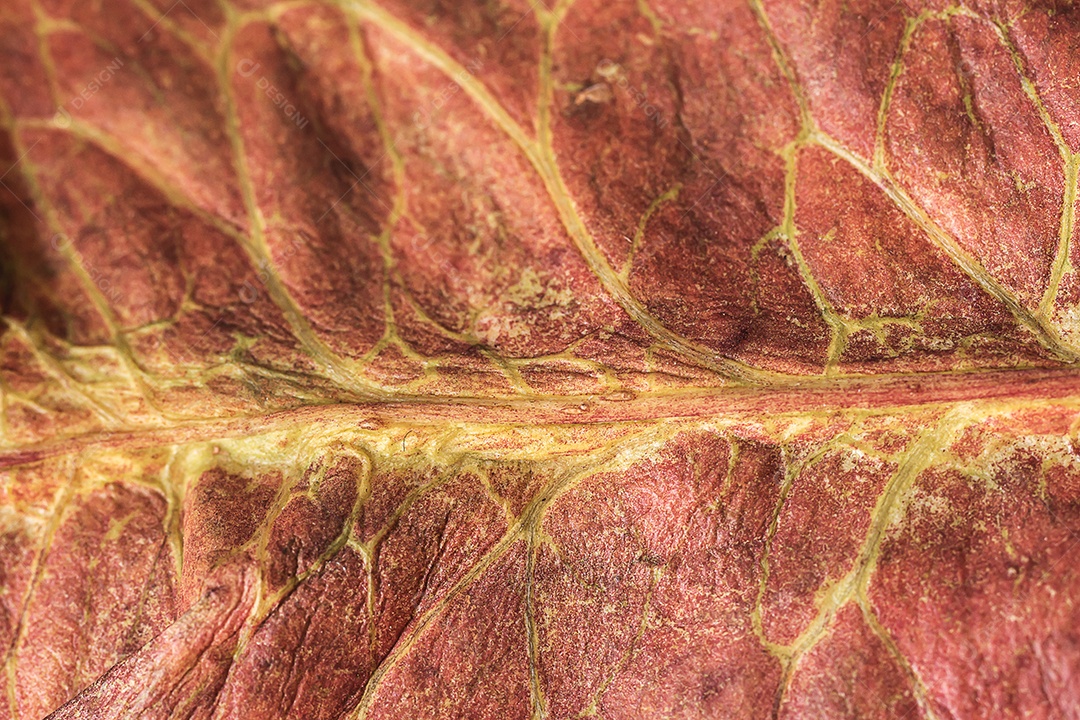 Textura da folha macro