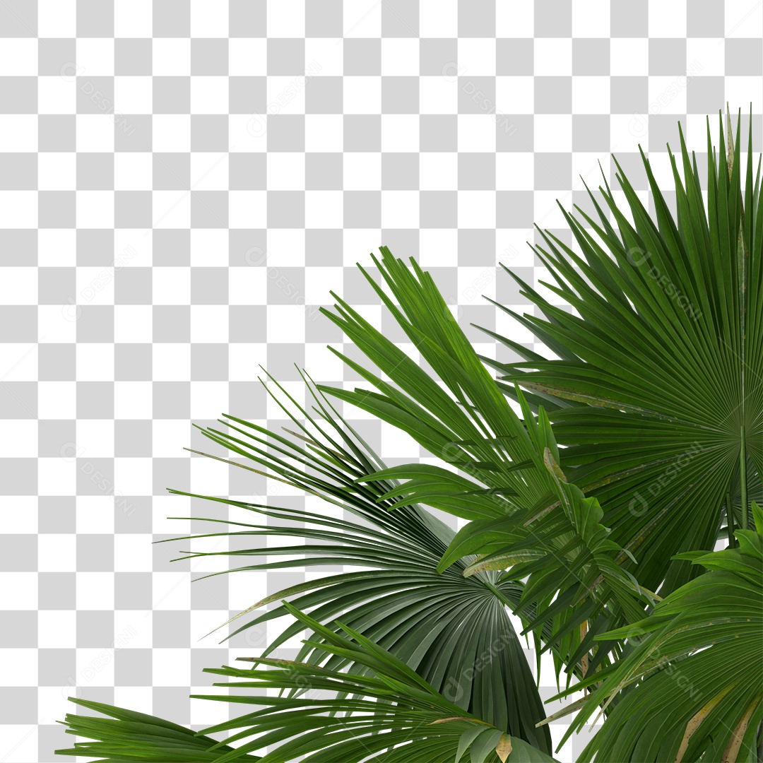 Folha Verde Planta PNG Transparente