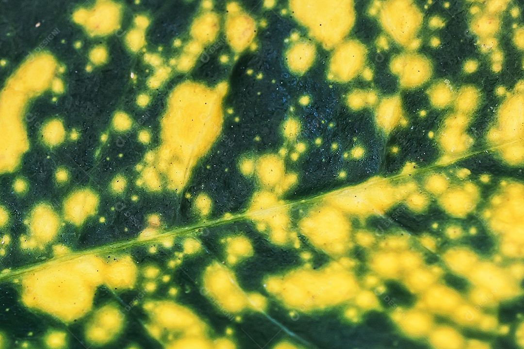 Textura da folha macro