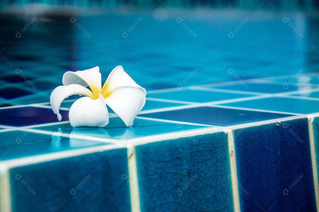 Flores de plumeria fazem fronteira com a piscina