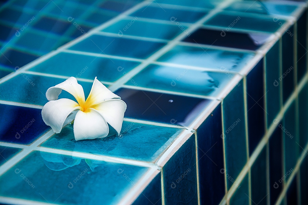 Flores de plumeria fazem fronteira com a piscina