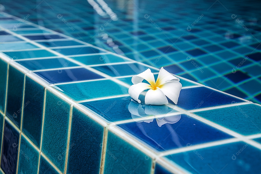 Flores de plumeria fazem fronteira com a piscina