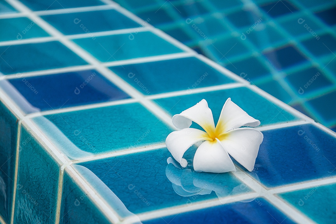 Flores de plumeria fazem fronteira com a piscina