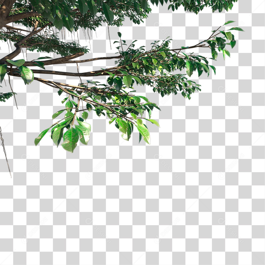 Galho De Árvore Com Folhas Verde PNG Transparente