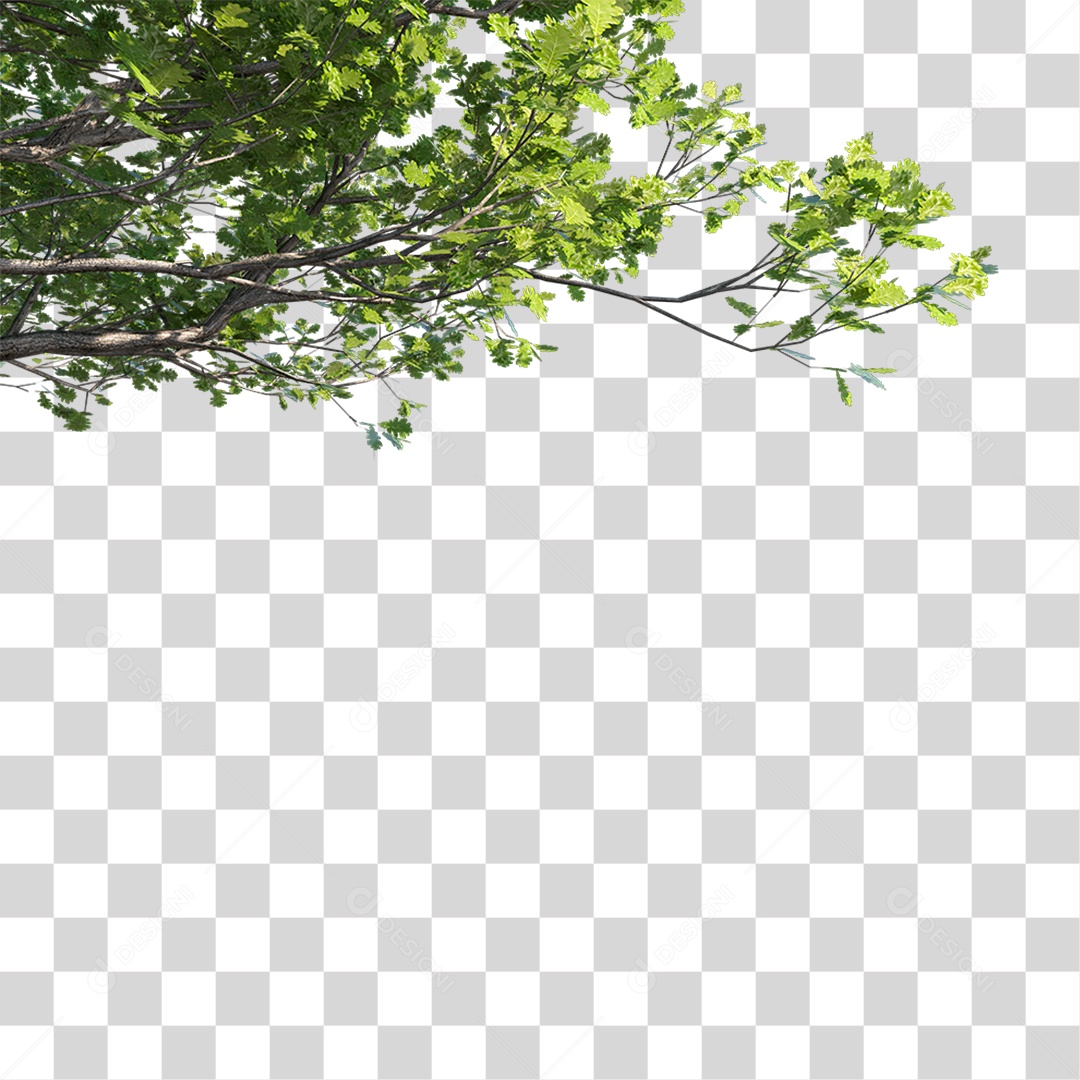 Galho De Árvore Com Folhas Verde PNG Transparente