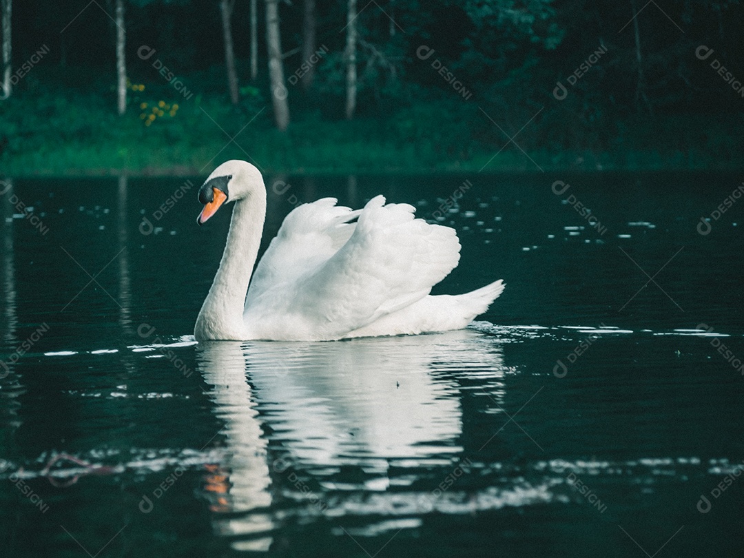 Cisne branco nadando na água.