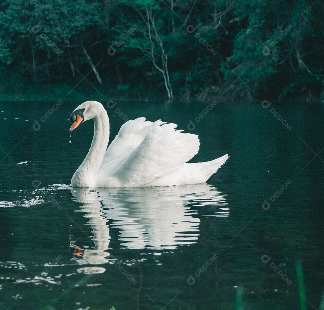 Cisne branco nadando na água.