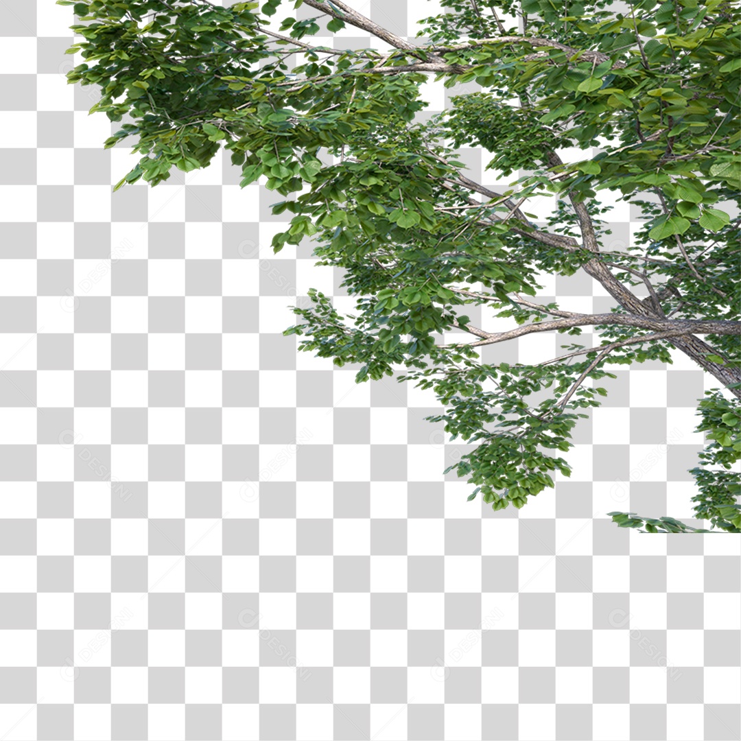 Galhos De Folhas Verdes PNG Transparente