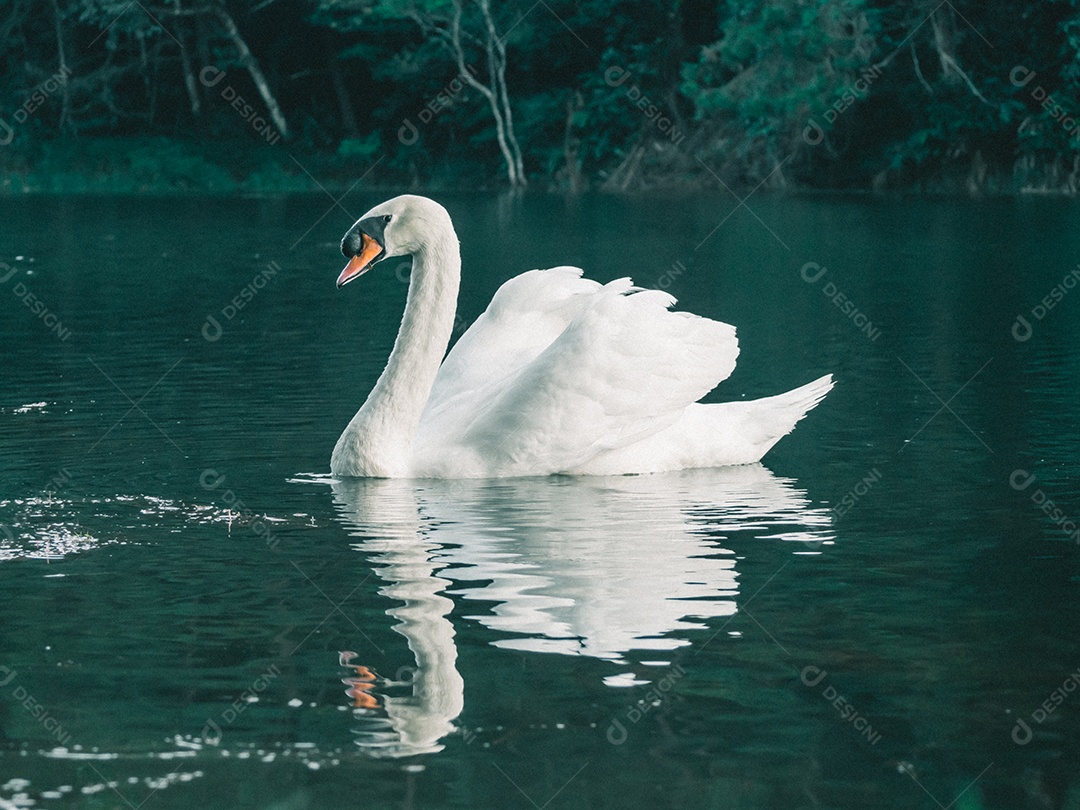 Cisne branco nadando na água.