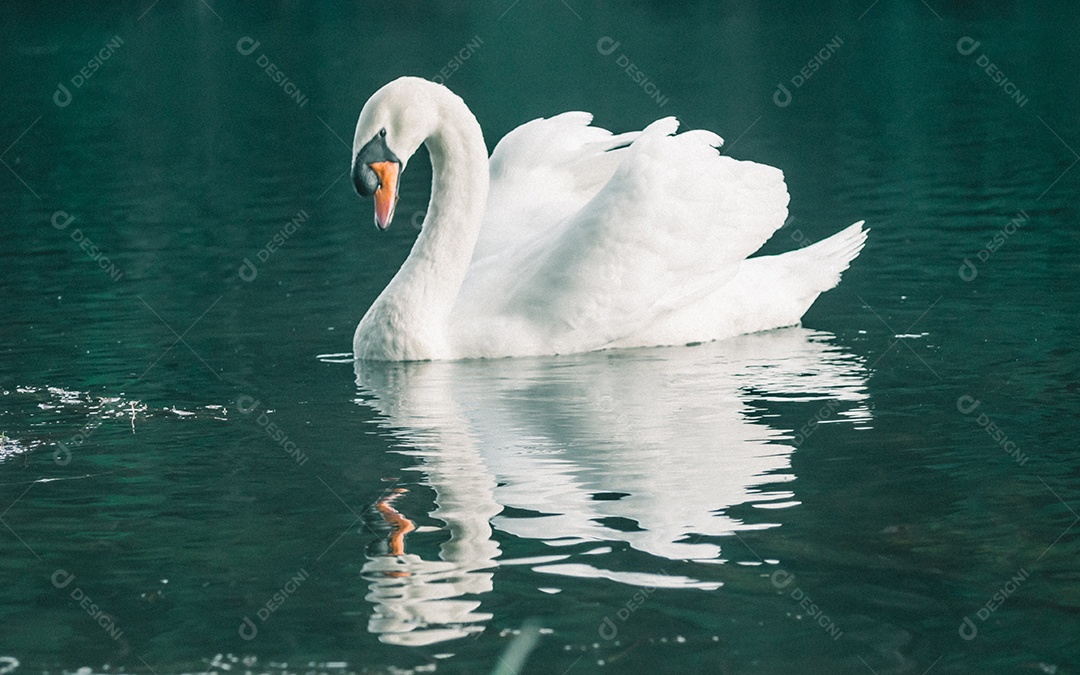 Cisne branco nadando na água.