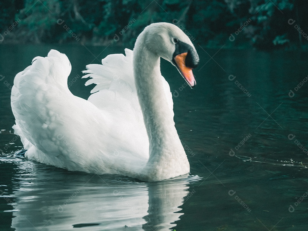 Cisne branco nadando na água.