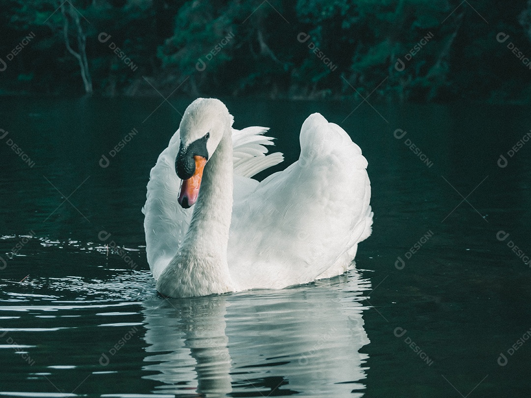 Cisne branco nadando na água.