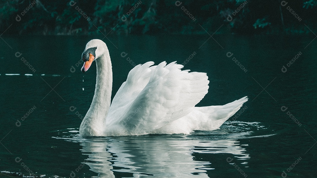 Cisne branco nadando na água.